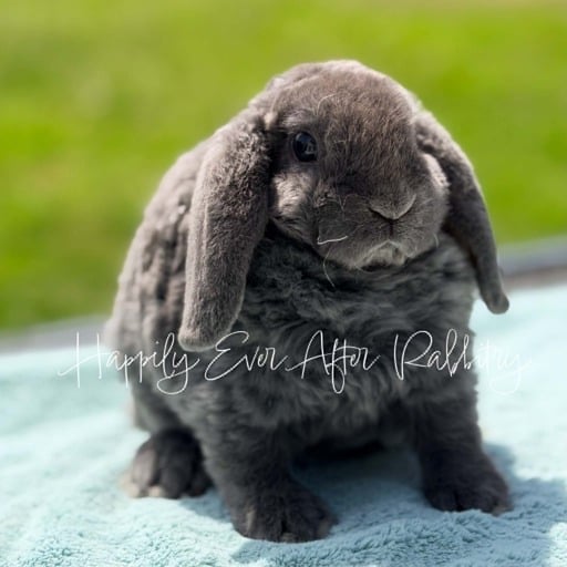 3eb6cebc-6b0c-42f1-9295-3d0dca689660 - Happily Ever After Rabbitry Sweet Mini Plush Lop Bunny Looking for a Forever Home