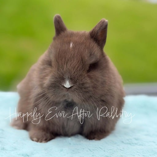 45a25bd7-063e-4432-b493-0e82384cd350 - Happily Ever After Rabbitry Gentle rabbit searching for a caring family to join