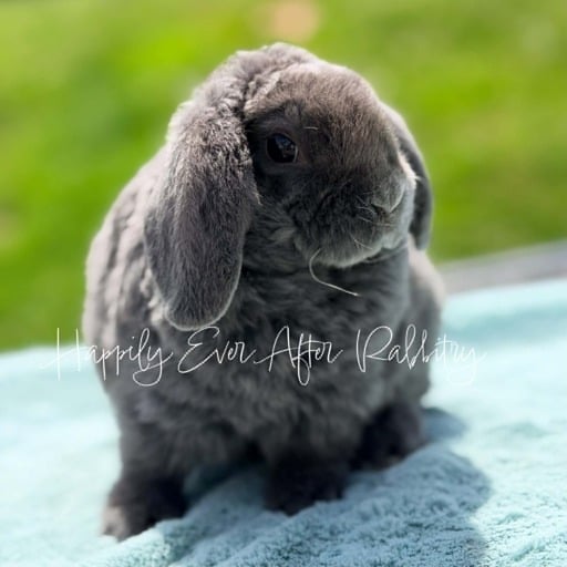 53dd1f2b-9b39-41f2-9979-3dfffacb269c - Happily Ever After Rabbitry Discover local cuteness - Rabbits for sale near me, your sweet companions nearby!