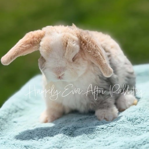 576e0bec-60eb-4642-8369-2541b49da17b - Happily Ever After Rabbitry Discover a variety of rabbits looking for new homes