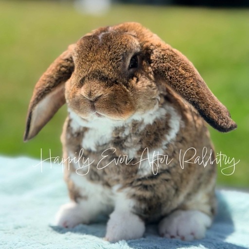 595f1de4-d3bd-4935-bf13-be03b8862b71 - Happily Ever After Rabbitry rabbits for sale near me