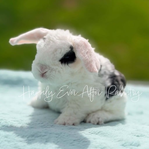 60e8ed11-13ed-4e4e-9795-5b76e8b3a9cb - Happily Ever After Rabbitry rabbits for sale