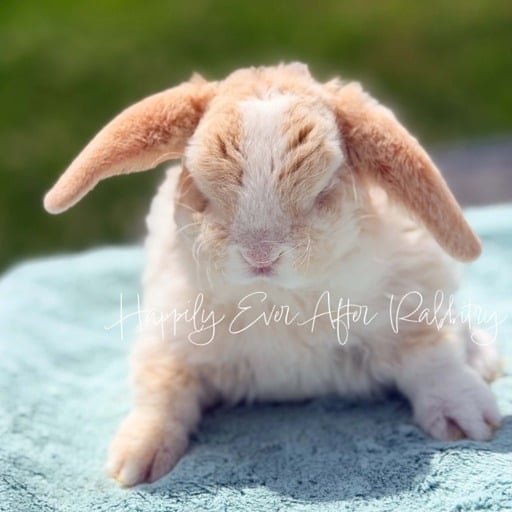 68d4acf6-c1dc-4626-bf2a-f9cb827fd345 - Happily Ever After Rabbitry Adorable mini plush lop for sale