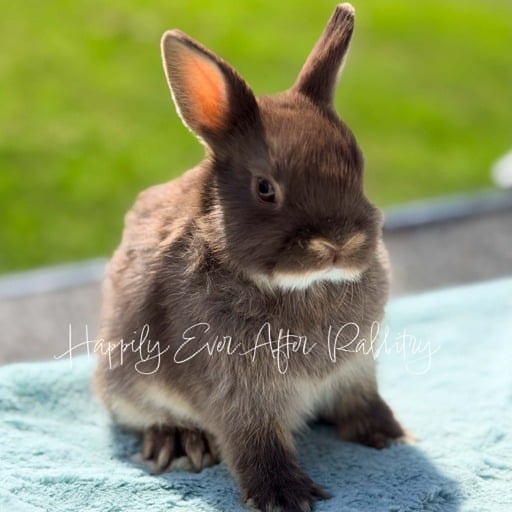 6ac65aab-77d2-4aaa-9e2b-659fb3ab118c - Happily Ever After Rabbitry Cute Netherland Dwarf rabbit available for sale, known for its tiny size and playful nature. Perfect pet for families and rabbit enthusiasts.