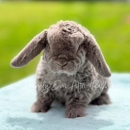 6ad26aa8-c3cf-464c-ae50-10f0d79cd1c8 - Happily Ever After Rabbitry Cute and fluffy bunnies for sale online with nationwide delivery options available