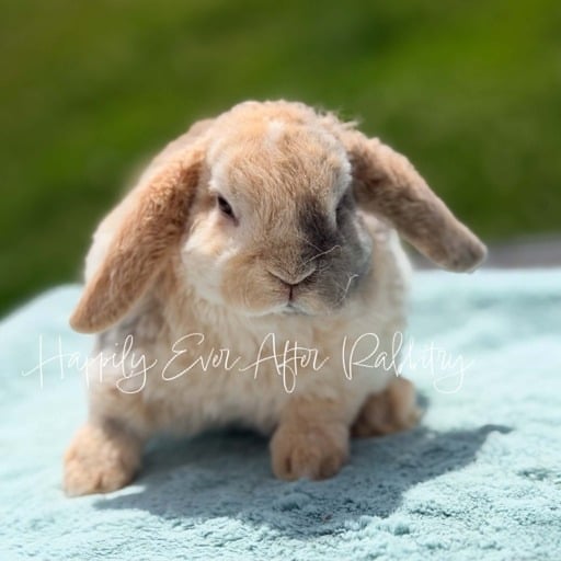 6e5df375-170b-406e-8c6b-44c7baae6a75 - Happily Ever After Rabbitry Adopt Your New Bunny Companion - Mini Plush Lop for Sale