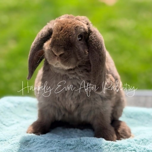 77a55ade-ed63-4f18-9779-bc5b47d0b84e - Happily Ever After Rabbitry Explore charming bunnies available for purchase