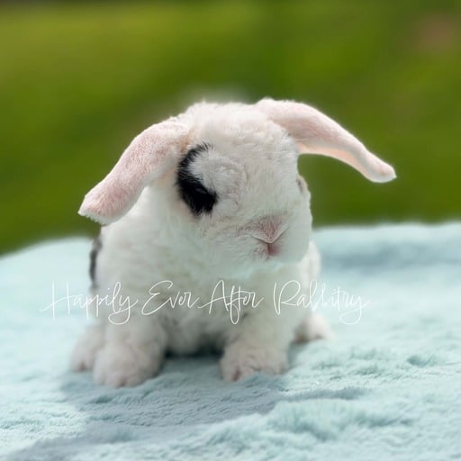 795fd3c3-dfcf-4b67-a3cb-6a3a926bfc41 - Happily Ever After Rabbitry rabbits for sale
