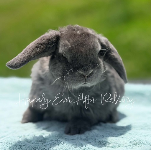 79f7a6c0-4204-4fb9-b31e-16ccceb7341a - Happily Ever After Rabbitry Bunnies for sale with health guarantees from top-rated rabbitry specializing in family pets
