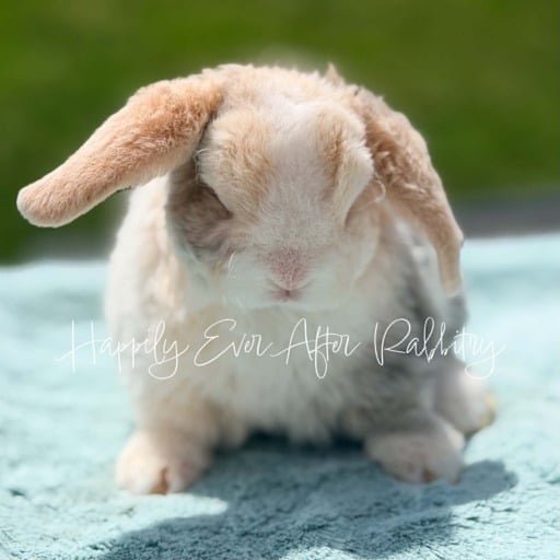 854f5a31-a1ca-40a5-a01c-c80281c92772 - Happily Ever After Rabbitry Discover a variety of rabbits looking for new homes