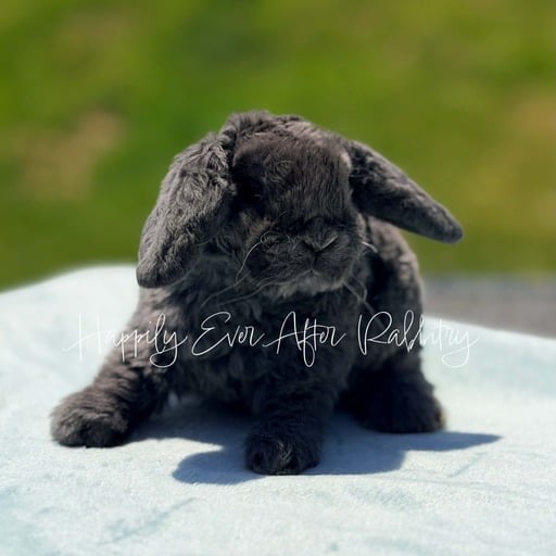 882bb9c9-07d8-495f-8614-c90ba65f6013 - Happily Ever After Rabbitry Sweet Mini Plush Lop Bunny Looking for a Forever Home