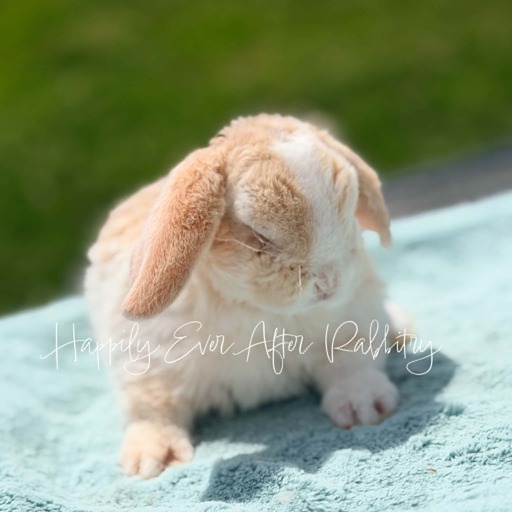 8c613d2d-172a-4be3-aed3-25149f142412 - Happily Ever After Rabbitry Adorable mini plush lop for sale