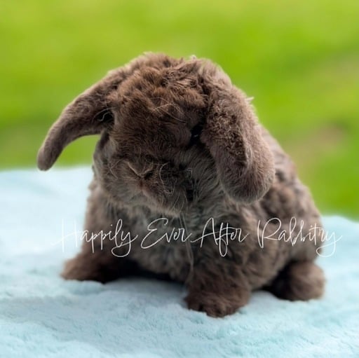 98bfbd1b-4e03-48ae-86a8-2dd9fb659000 - Happily Ever After Rabbitry Explore our available Mini Plush Lops for adoption – irresistibly cute