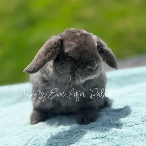 992c4247-553f-4aa3-8e8d-0f082dba25d0 - Happily Ever After Rabbitry Bunnies for sale with health guarantees from top-rated rabbitry specializing in family pets