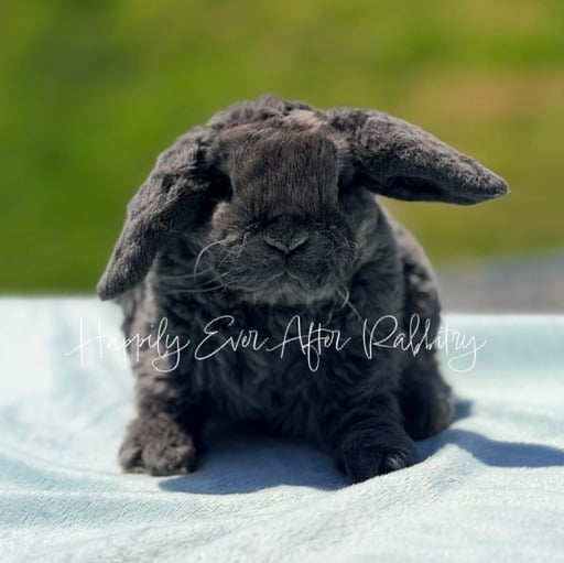 9fa45f59-894f-4396-91cf-126eb5c083ce - Happily Ever After Rabbitry Sweet Mini Plush Lop Bunny Looking for a Forever Home