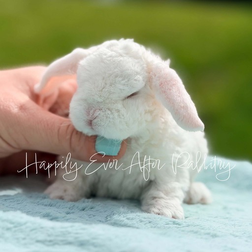 a2b847c7-2083-459a-9498-cb1499ea0750 - Happily Ever After Rabbitry Beautiful rabbit for sale