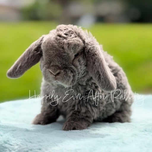 aa6cc89b-b89b-4581-8e32-4e5aaa9c328a - Happily Ever After Rabbitry Cute and fluffy bunnies for sale online with nationwide delivery options available