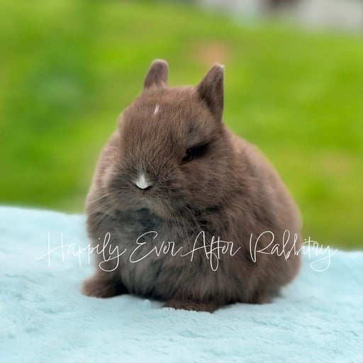 ad65be6a-85d6-4029-b0e7-d0818aa4176c - Happily Ever After Rabbitry Gentle rabbit searching for a caring family to join