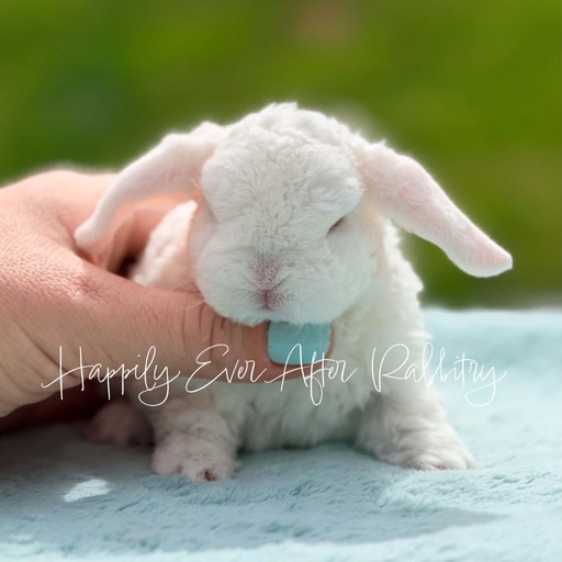bc444bf8-a265-4fcb-a6be-1767c63bfcf8 - Happily Ever After Rabbitry Beautiful rabbit for sale
