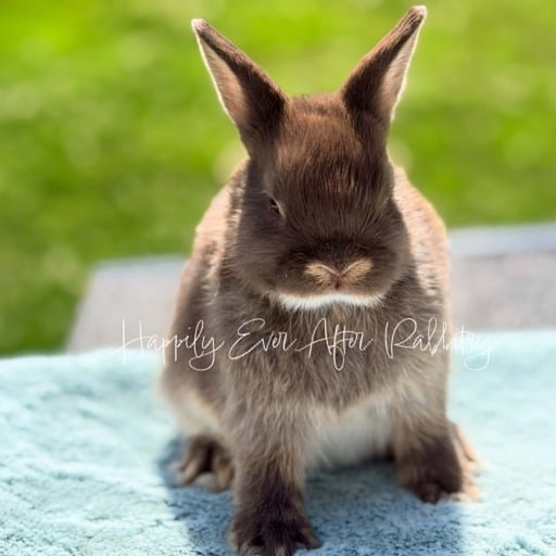 dc3b1521-471d-454e-a41d-91081ee898b5 - Happily Ever After Rabbitry Cute Netherland Dwarf rabbit available for sale, known for its tiny size and playful nature. Perfect pet for families and rabbit enthusiasts.