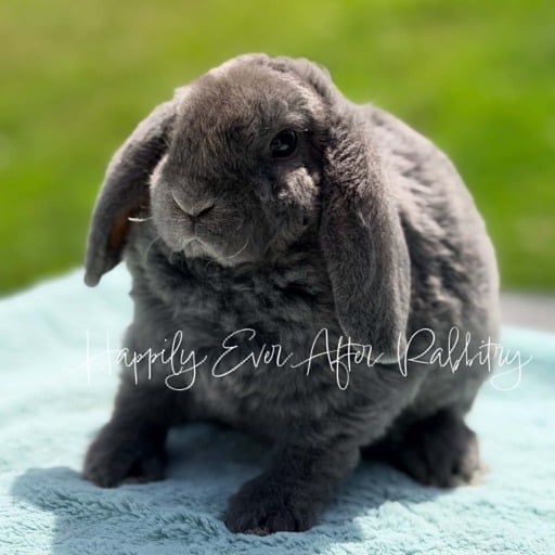 f1694e0a-382e-4317-b455-3efd845df838 - Happily Ever After Rabbitry Sweet Mini Plush Lop Bunny Looking for a Forever Home