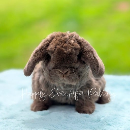 f1bf309a-aef2-48e9-a578-914764d1f6a1 - Happily Ever After Rabbitry Explore our available Mini Plush Lops for adoption – irresistibly cute