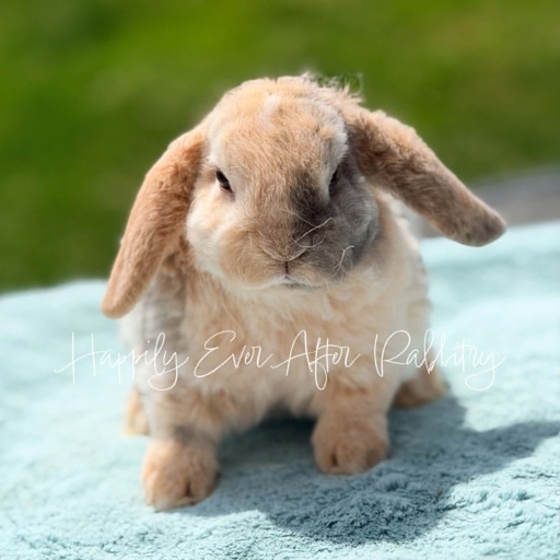 f4767d10-0d66-4f07-bd44-c6e078f4439f - Happily Ever After Rabbitry Adopt Your New Bunny Companion - Mini Plush Lop for Sale