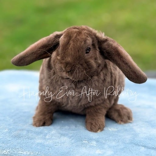 089824d7-2efd-438a-a84f-18abd0d8eefd - Happily Ever After Rabbitry Rabbits for sale near me