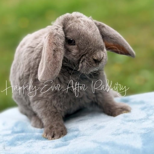 11fb1968-a0c1-4d7a-b32b-71818ab76fb5 - Happily Ever After Rabbitry mini plush lop babies for sale