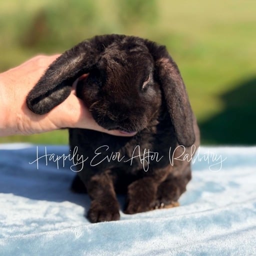 159571d3-ef9e-4bb5-9b43-07b71e2699d9 - Happily Ever After Rabbitry Mini Plush Lops For sale near you