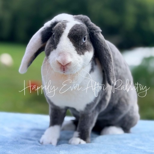 1856de99-f6f7-40de-91af-fa12ca88e0d0 - Happily Ever After Rabbitry Adult Mini Plsuh Lops for sale