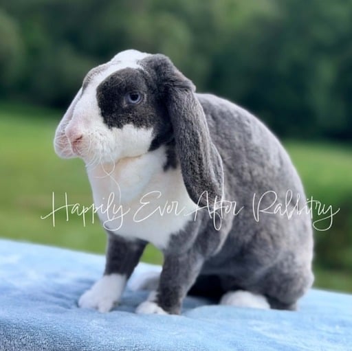 1aea53ca-aca4-4190-98d4-88eba0adadf3 - Happily Ever After Rabbitry Adult Mini Plsuh Lops for sale