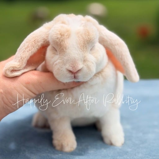 21c1aec6-7127-4518-90e1-f3d2b5f7a9fb - Happily Ever After Rabbitry AMAZING RABBITS FOR SALE