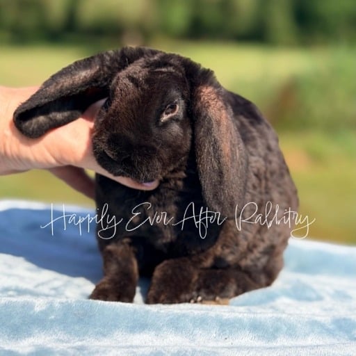 3190de8a-2880-4a64-a279-eceb91656f90 - Happily Ever After Rabbitry Mini Plush Lops For sale near you