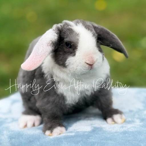 319ceea1-1345-456e-ad5e-2108ea3211b2 - Happily Ever After Rabbitry new bunnies for sale!