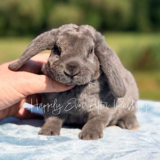31e451d5-f393-4e13-b05a-c941d22dc5db - Happily Ever After Rabbitry Cuddly Mini Plush Lops for sale; bring bunny joy to your home!