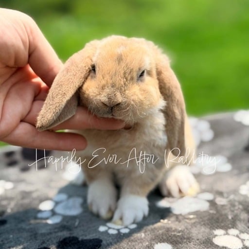 36165373-f362-424a-aa32-40e414ee8e5e - Happily Ever After Rabbitry Cuddle ready Mini Plush Lop Bunny Seeking a Loving Family!