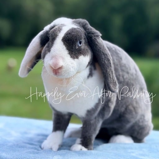38b0e8cc-465f-41ee-a0dc-a4111deb5ef5 - Happily Ever After Rabbitry Adult Mini Plsuh Lops for sale