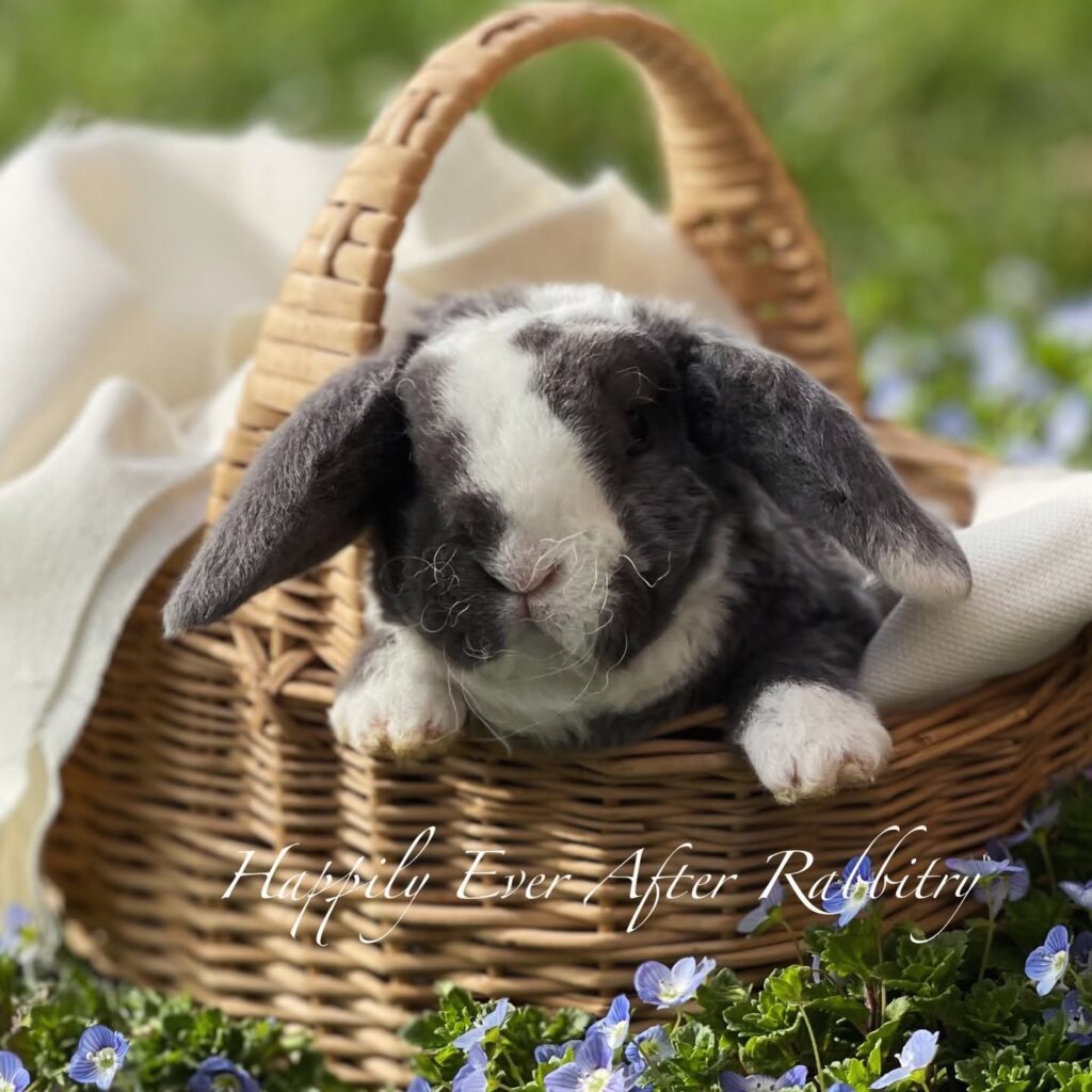 629675551_18085522850131518_2871359706994879270_n - Happily Ever After Rabbitry Young black-and-white rabbit lounging in a wicker basket with a cream blanket outdoors.