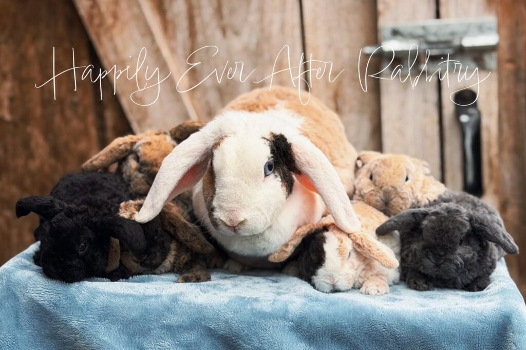 645478768_18087802025131518_1639249664332834126_n - Happily Ever After Rabbitry White lop-eared rabbit on a blue blanket, surrounded by plush toy rabbits with a rustic wooden backdrop and the text โHappily Ever After (Rabbitry)โ overhead.