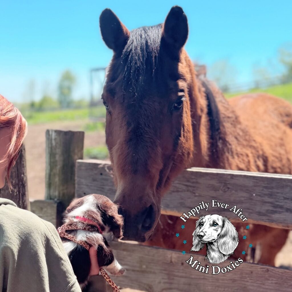 696692692_18058117088709955_8514790591170474488_n - Happily Ever After Rabbitry Brown horse leans over a wooden fence to sniff a small puppy held by a person; outdoor farm setting, logo bottom right.