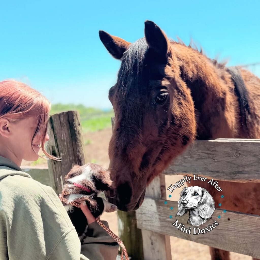 698494393_18058117097709955_6166228393162665365_n - Happily Ever After Rabbitry Person with pink hair gently pets a brown pony through a wooden fence on a sunny day; watermark reads 'Happily Ever After Mini Doxies' in the corner.