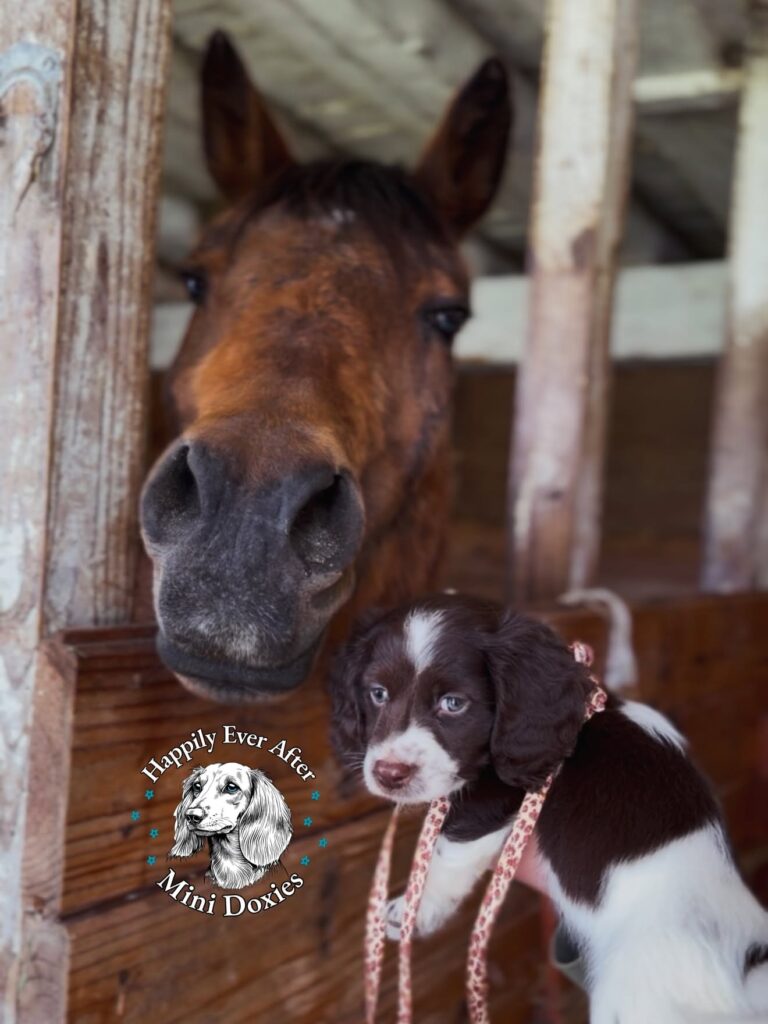 698680604_18058116608709955_747755211833369413_n - Happily Ever After Rabbitry Brown horse in a wooden stable peeks over the stall with a small black-and-white puppy in front; logo reads 'Happily Ever After Mini Doxies'.