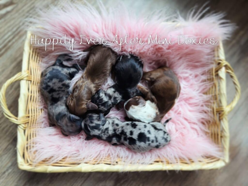 719883501_1298731385784997_3498208789936194027_n - Happily Ever After Rabbitry Wicker basket with pink fuzzy lining holding a litter of tiny dachshund puppies; watermark reads 'Happily Ever After Mini Doxies'.
