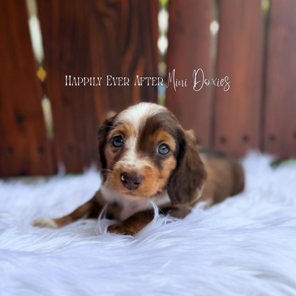 748287430_18067414604709955_2308850024739759628_n - Happily Ever After Rabbitry Adorable dachshund puppy lying on white fur with a wooden fence background; overlay reads 'Happily Ever After Mini Doxies'