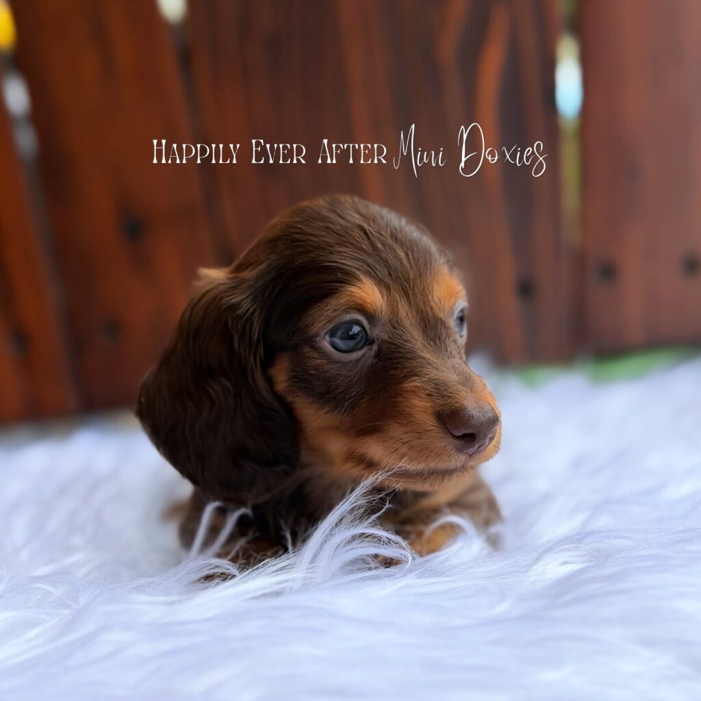 748438839_18067413878709955_149681456230645138_n - Happily Ever After Rabbitry Dachshund puppy on white fur with a wooden fence background and the text 'Happily Ever After Mini Doxies' across the top.