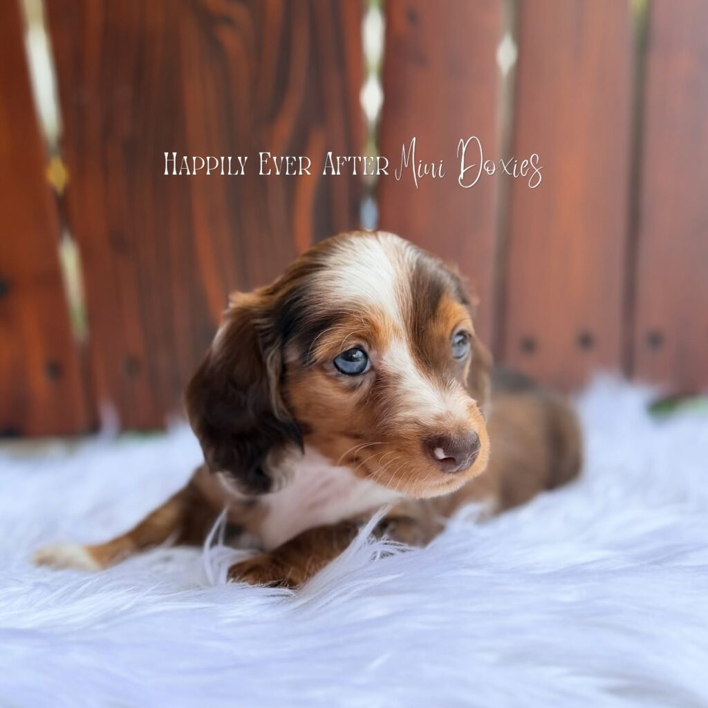 748639794_18067414625709955_1754241480372098141_n - Happily Ever After Rabbitry Dachshund puppy resting on a fluffy white rug with a wooden background; branding text at the top.