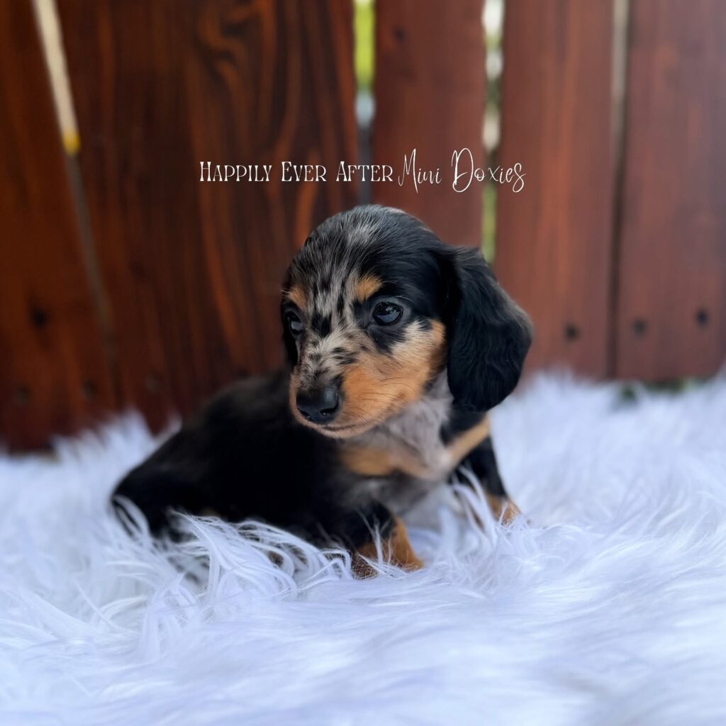 749161680_18067413221709955_6050122372939818957_n - Happily Ever After Rabbitry Dachshund puppy with black and tan fur on a white fluffy rug, wooden fence behind, watermark reads 'Happily Ever After Mini Doxies'.