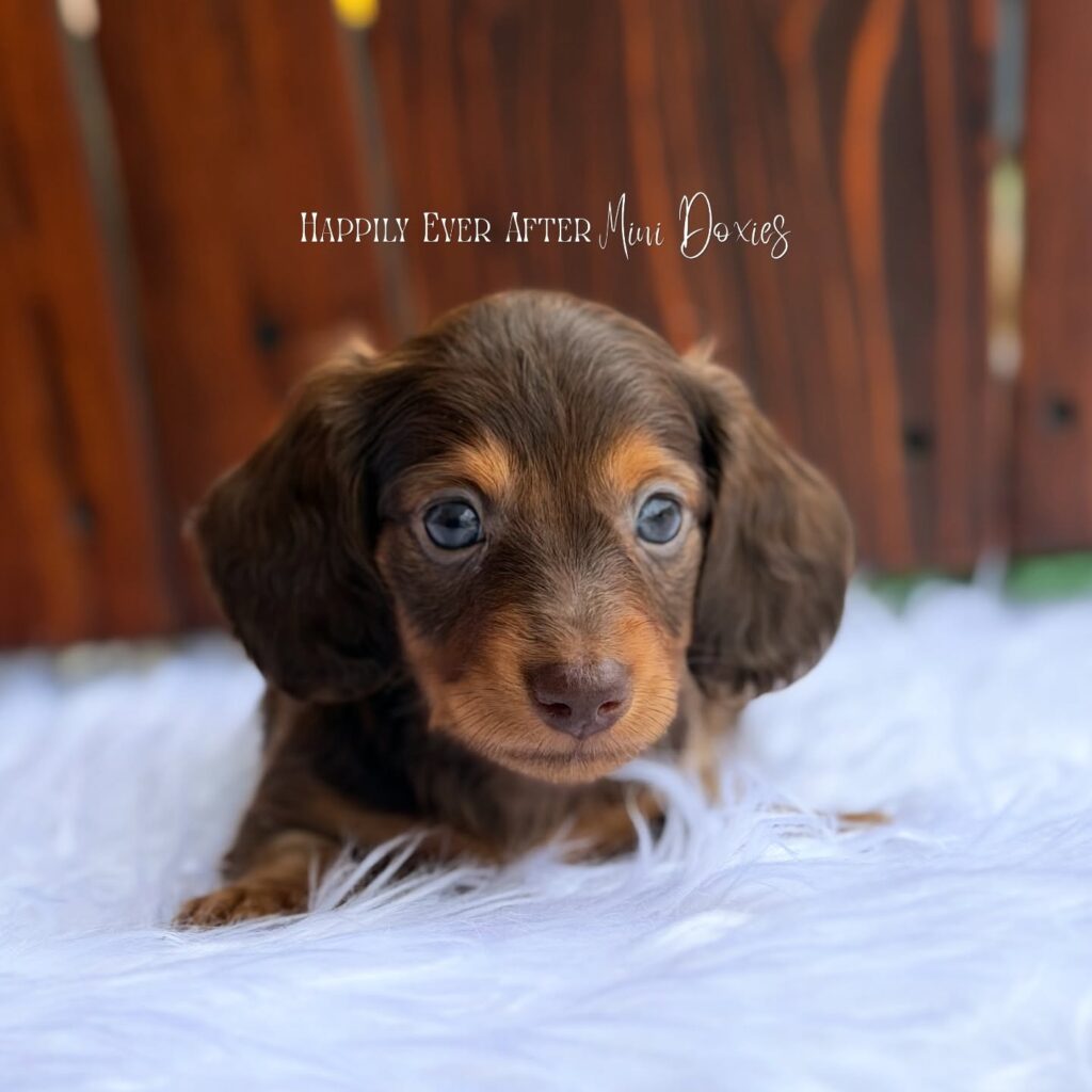 749357168_18067413869709955_4944732388567805846_n - Happily Ever After Rabbitry Adorable brown dachshund puppy on a white fluffy rug with a wooden fence background and a handwritten 'Happily Ever After Mini Doxies' watermark.