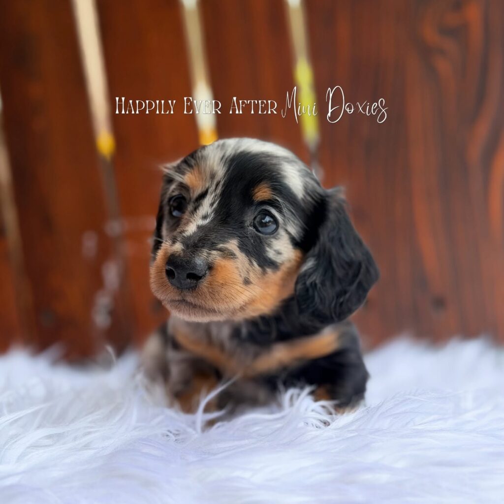 749535245_18067414181709955_8728726481975794882_n - Happily Ever After Rabbitry Dachshund puppy with black, tan, and white fur on a white fluffy surface, with a branding text overlay: 'Happily Ever After Mini Doxies'